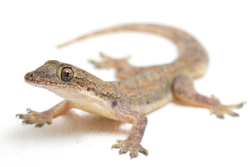 Asian House lizard or common house gecko hemidactylus  isolated on white background