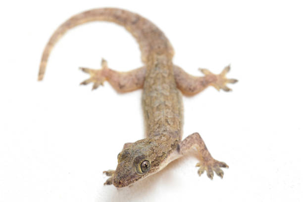 istock Asian House lizard or common house gecko  isolated on white background 1371451350