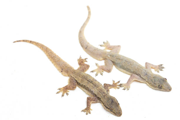 istock Asian House lizard or common house gecko  isolated on white background 1371451354