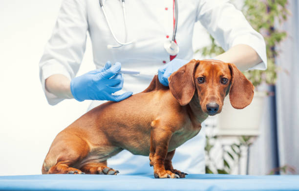 istock female veterinarian makes a brown cab vaccination. 1371452113