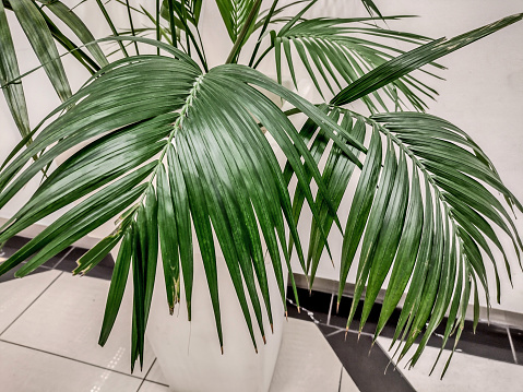 Kentia palm in a pot - close up