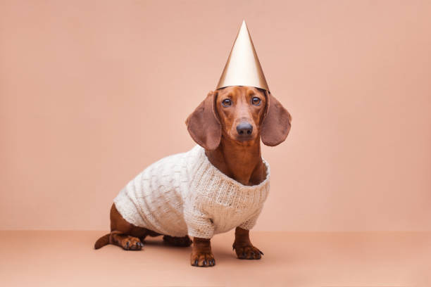 drôle de teckel dans un pull tricoté sur fond beige avec chapeau de fête. - top dog photos et images de collection