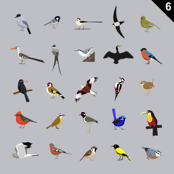 Various Birds Cartoon Vector Illustration 6 Animal Cartoon EPS10 File Format swift bird stock illustrations