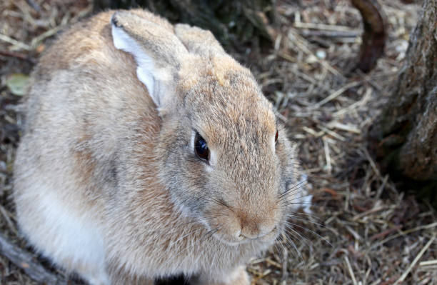 istock brown cute rabbit in the garden 1371456737