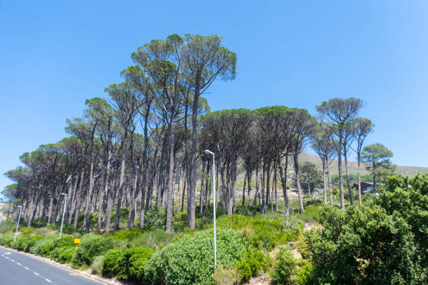 The road towards Table Mountain Cape Town Showing high trees