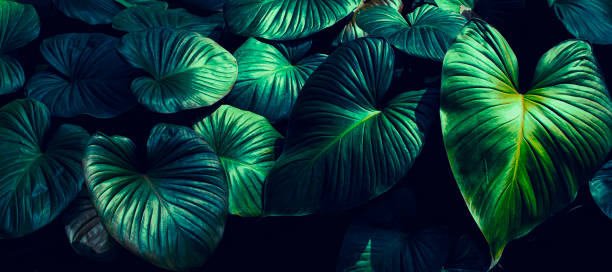 istock tropical foliage, dark nature background 1371456957