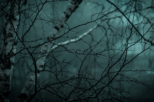 Abstract dark scary background. The forest is mysterious with strange moonlight and night ghostly branches of trees in the fog causing a feeling of fear. Horror concept.