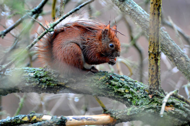 the squirrel eats the nut in nature. Wild beasts. Red squirrel.