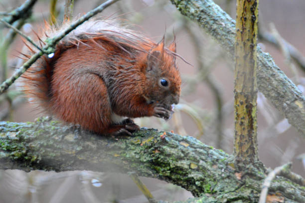 istock Soaking wet squirrel feeding in the wild 1371460650