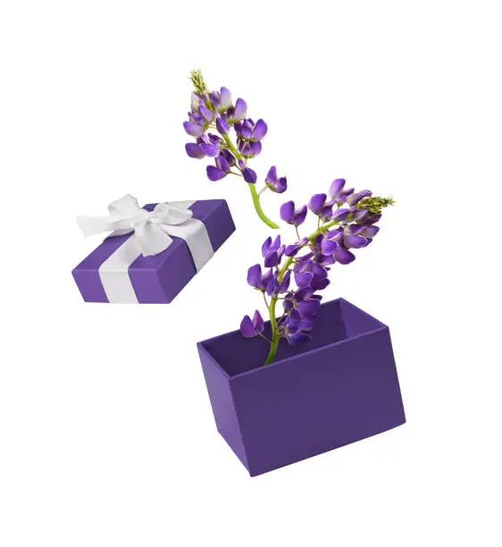 Photo of Open purple gift box and lupine flowers isolated on white background. Levitation.