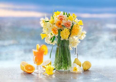 bouquet of fresh colorful daffodils on natural sky background with orange juice and pears. Beautiful still life with spring flowers of daffodils in the fog