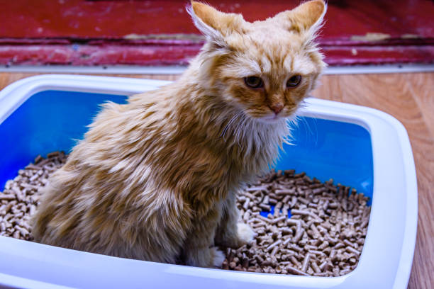 istock Ginger kitten in a litter box with filler 1371464847