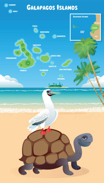 ilustrações, clipart, desenhos animados e ícones de ilhas galápagos e peito de pé vermelho - fernandina beach