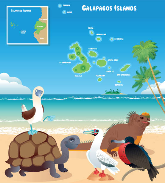ilustrações, clipart, desenhos animados e ícones de ilhas galápagos e animais - fernandina beach