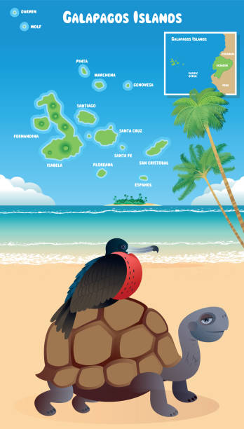 ilustraciones, imágenes clip art, dibujos animados e iconos de stock de islas galápagos y fragata - volcán de cerro azul ecuador