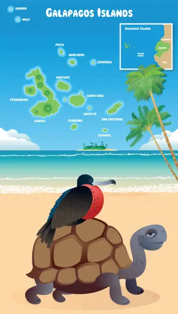 Vector illustration of Galapagos Islands and Frigatebird