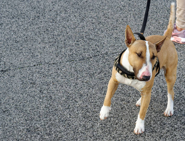 istock very nice bull terrier in my town 1371466151