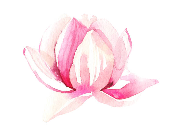 illustrazioni stock, clip art, cartoni animati e icone di tendenza di acquerello dipinto rosa chiaro fiore di loto. illustrazione isolata floreale tracciata vettoriale. - loto