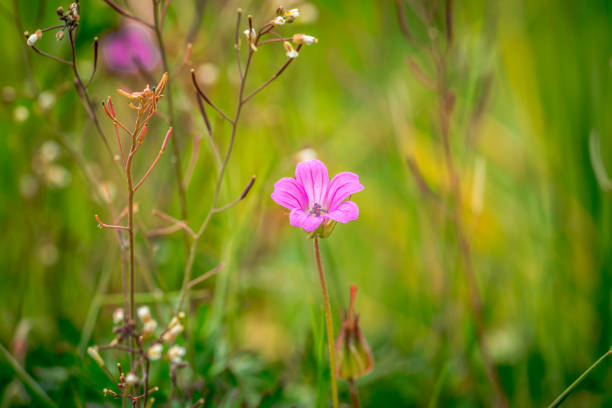 istock Spring meadow and flowers in nature 1371467541