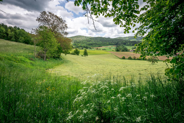 istock Spring meadow and flowers in nature 1371467615