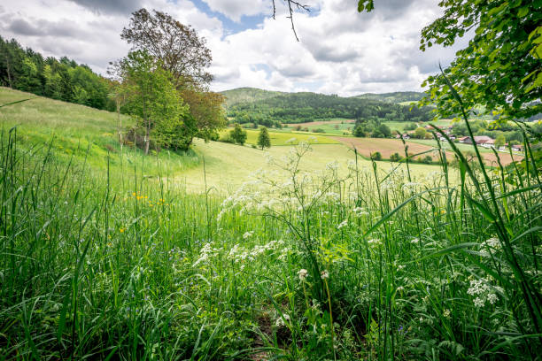 istock Spring meadow and flowers in nature 1371467631