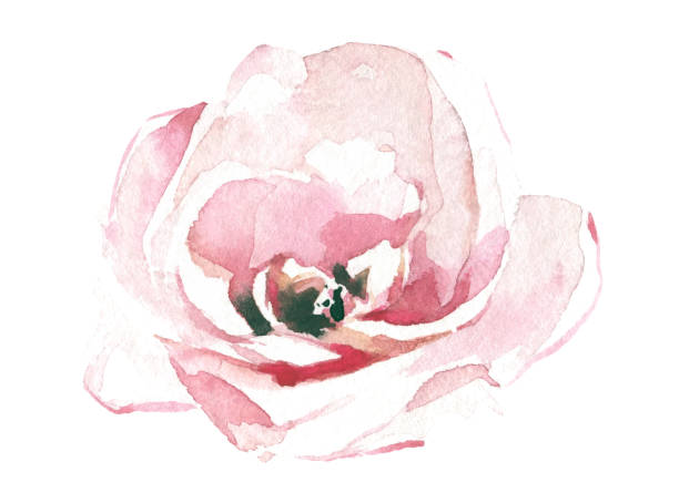 акварелью расписан светло-розовый цветок розы. векторная прорисованная цветочная изолированная иллюстрация. - wedding invitation rose flower floral pattern stock illustrations