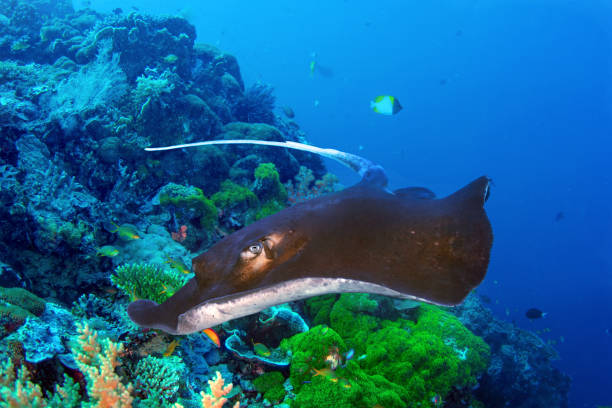istock Southern Stingray (Dasyatis Americana) over coral reef in ocean 1371467940