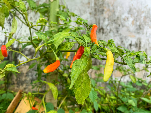 istock chili plants ready to harvest 1371469018