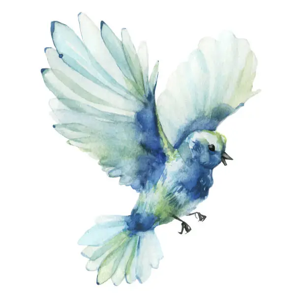 Vector illustration of Blue and azure flying bird. Vector traced gentle watercolor painted illustration.