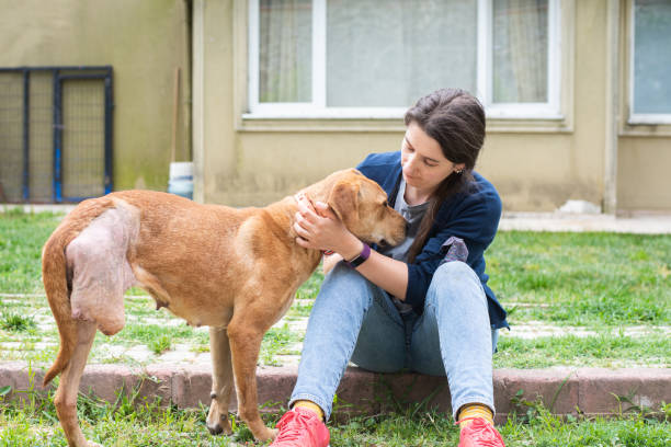 istock Dog recovering from surgery with help from her humans 1371470283