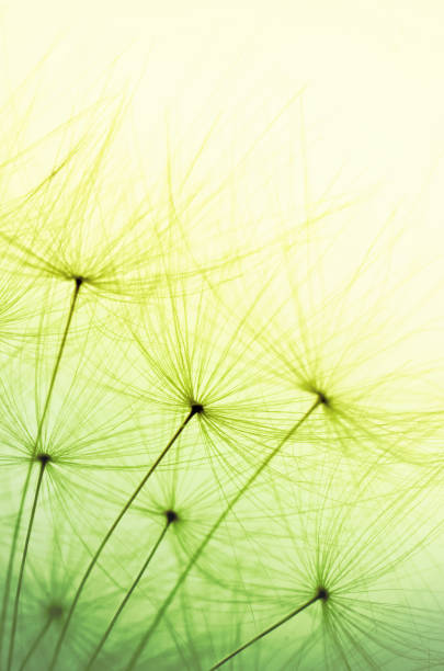 istock Creative blank for design - dandelion seeds on a light background with a color transition from light green to yellow. 1371470449