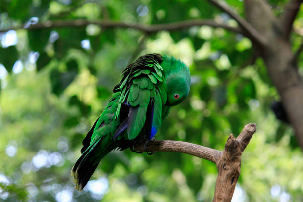 istock Adorable behavior Eclectus Parrots in the garden 1371471809