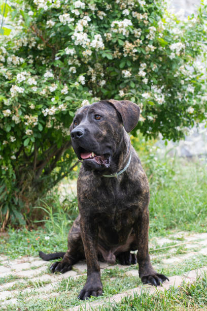 istock Cute dog posing for a portrait 1371473327