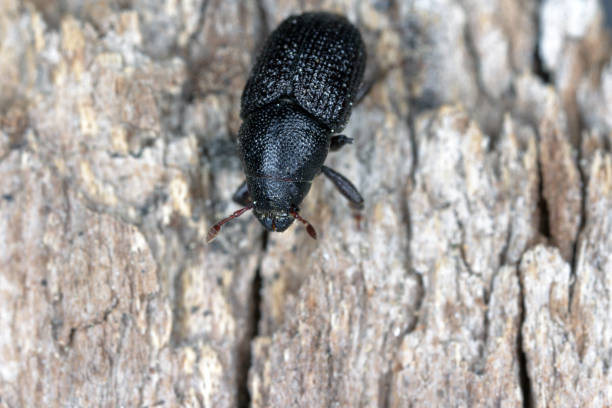 istock Greater ash bark beetle (Hylesinus crenatus), on wood, 1371473912