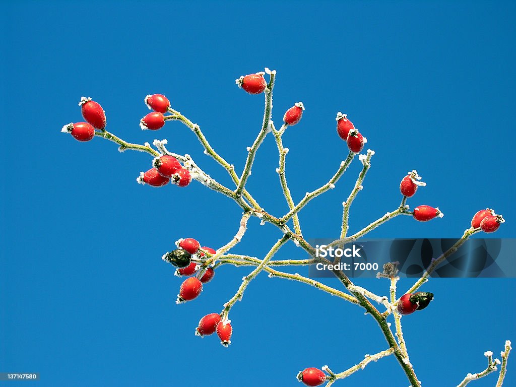 Campo vermelho Rosa selvagem - Royalty-free Ao Ar Livre Foto de stock