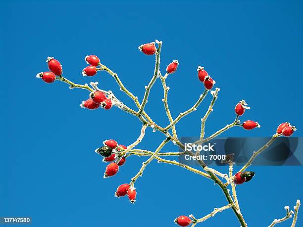 Campo Vermelho Rosa Selvagem - Fotografias de stock e mais imagens de Ao Ar Livre - Ao Ar Livre, Azul, Branco