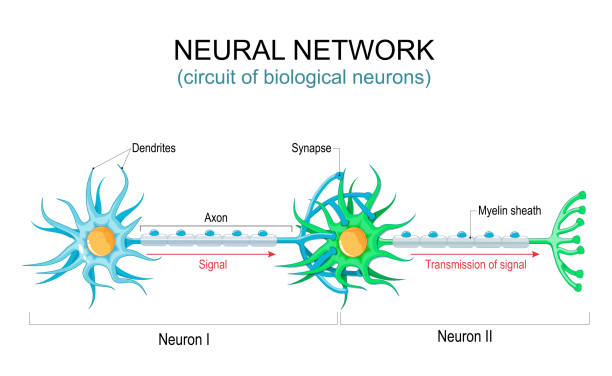 illustrazioni stock, clip art, cartoni animati e icone di tendenza di rete neurale. circuito o connessioni dei neuroni biologici - dendrite