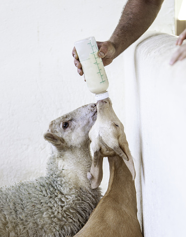 Goat drinking bottle of milk, animal feed, farm and breeding
