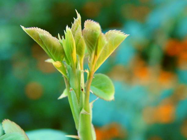 istock Young Garden Rose Leaves Closeup 1371478170