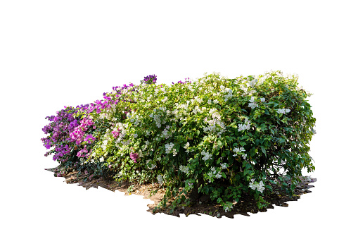 Large bush flower spreading shrub of purple, yellow, white, bougainvillea tropical flower vine landscape plant.