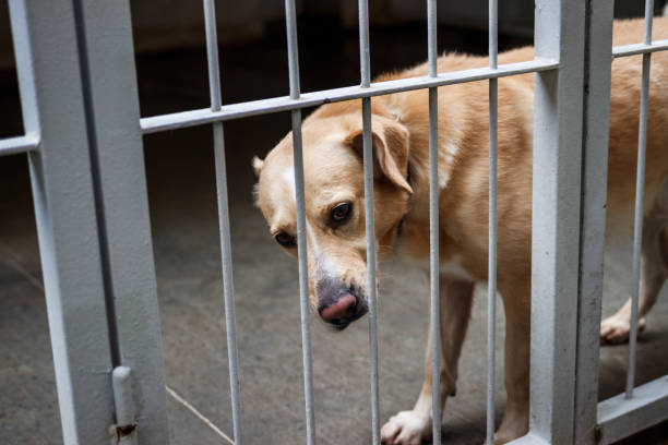 istock Sad abandoned dog in animal shelter 1371480561
