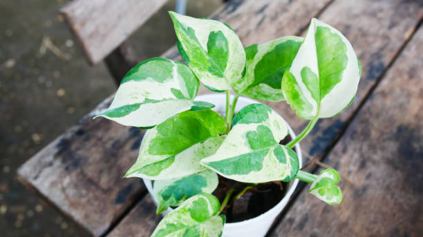 istock Green of plants in nature. 1371482016