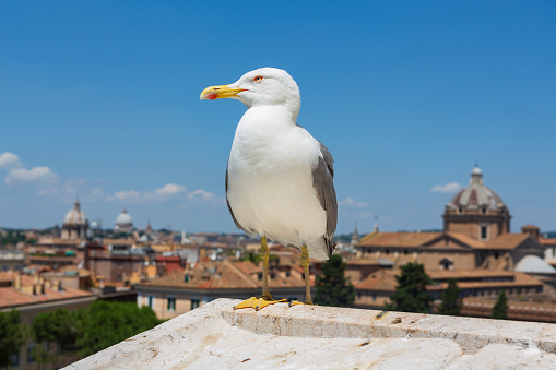 A Herring Gull rests on a ledge as the cityscape of Rome, Italy serves as a backdrop during a cloudless summer day. These birds are natural scavengers and will eat anything.