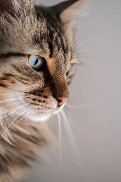 Side view of a close-up long haired tabby cat with green eyes.
