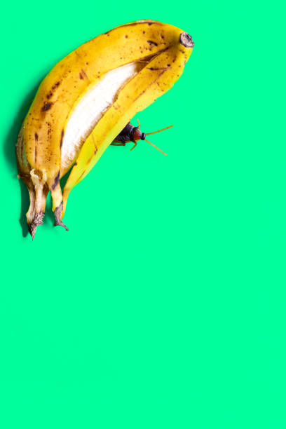 큰 바퀴벌레는 녹색 배경에 바나나의 낭비를 즐긴다. - cockroach hissing ugliness insect 뉴스 사진 이미지