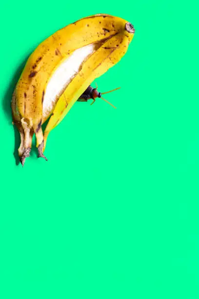 Photo of great roach enjoys the waste of a banana on a green background.
