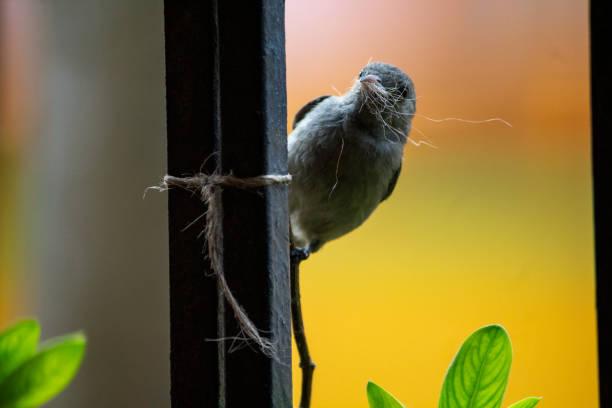 istock Slaty Flowerpiercer 1371487304
