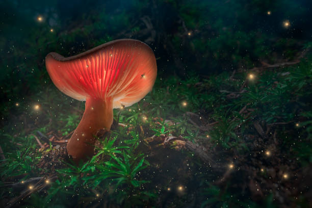 istock Glowing mushrooms and fireflies on moss in forest at dusk. 1371490268
