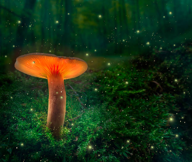 istock Magical dark forest and glowing mushroom with fireflies after dusk 1371490413