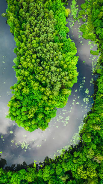 istock Flying above river and green algae in summer. 1371490684